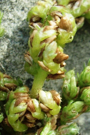 Amaranthus deflexus / Amaranto prostrato
